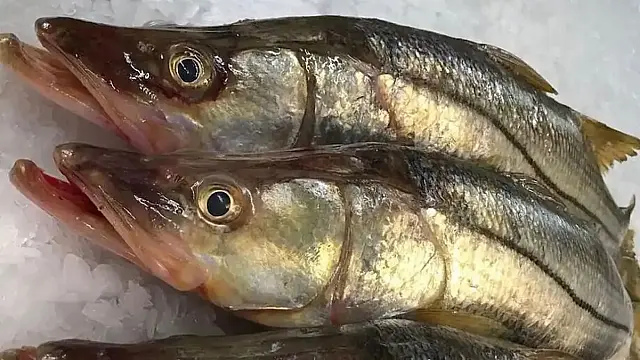 Robalo brasileiro é apontado como o peixe mais saudável do mundo.