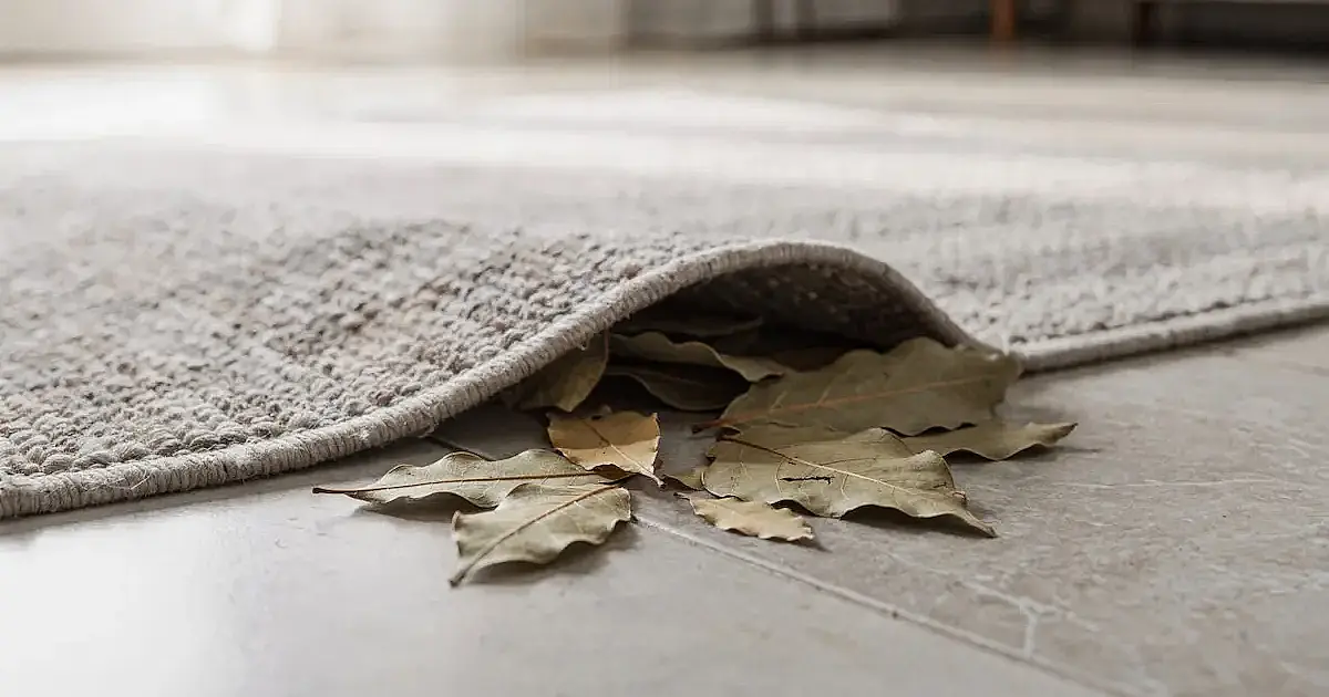 Folha de louro debaixo do tapete à noite vira tendência e promete tirar cheiro leve da casa