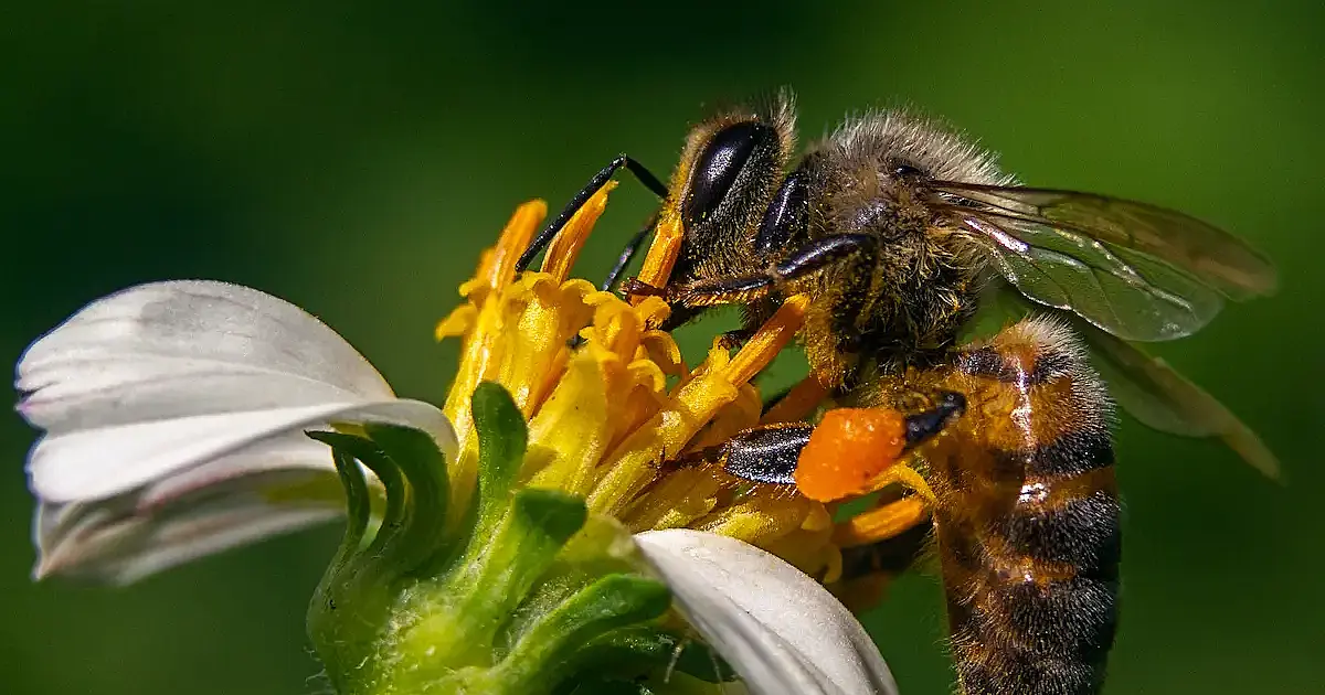 Negócio com abelhas sem ferrão cresce no interior do Paraná e atende clientes de todo o Sul e Sudeste