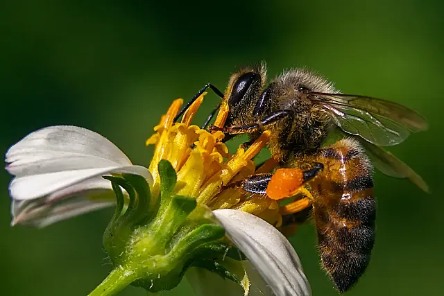 Uma abelha em uma flor de camomila