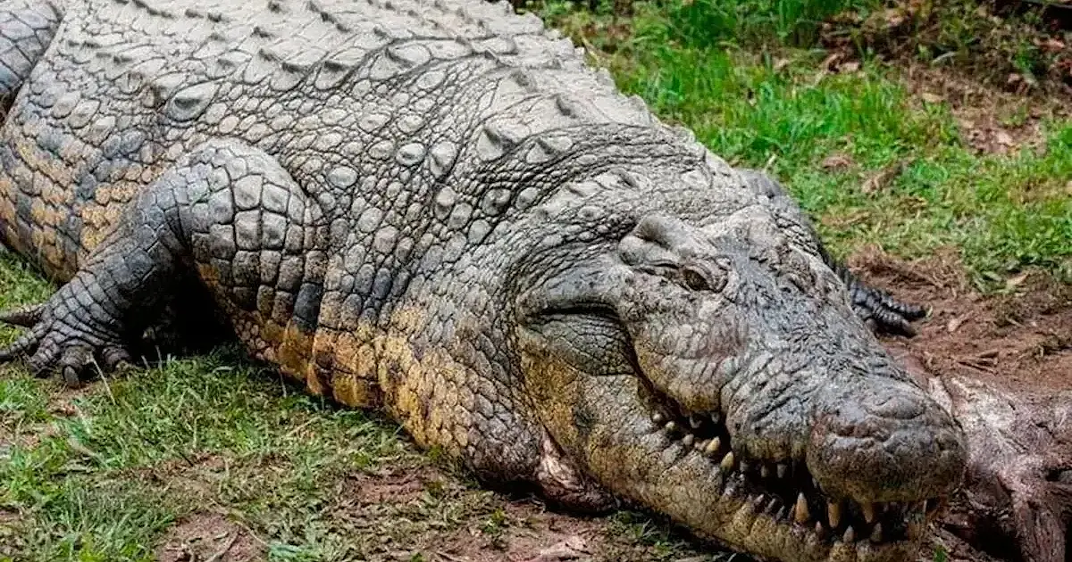 Este crocodilo tem mais de 120 anos, pesa quase 1 tonelada e ainda é fértil; a ciência tenta explicar