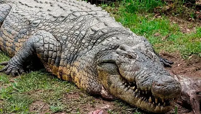 Crocodilo Henry, de 124 anos e 1 tonelada, é o mais velho do mundo.