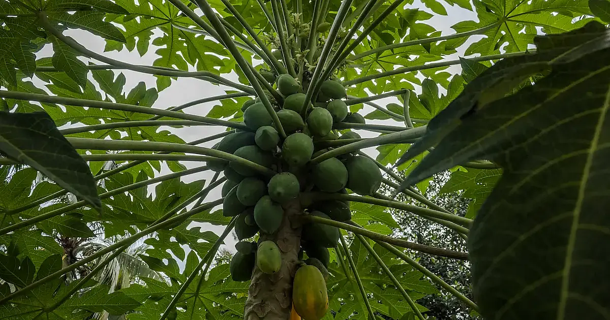 Mamão do mercado na terra: plante agora e colha em meses!