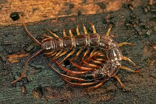 Plantas como citronela, arruda e hortelã criam uma barreira natural que ajuda a afastar escorpiões e lacraias do quintal sem uso de venenos.