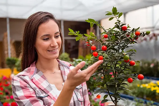 Arvores frutíferas pequenas para cultivar em vasos.