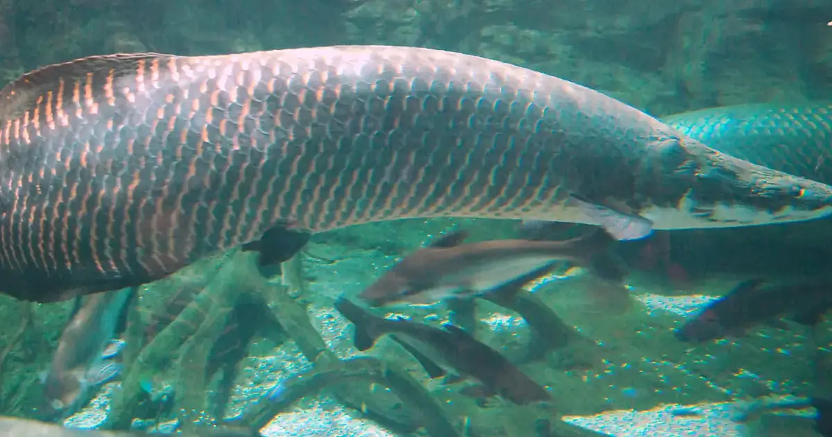 Pescador captura peixe amazônico de quase 200 kg em SP e acende alerta ambiental