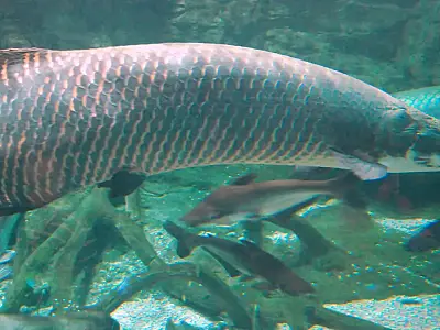 Nativo da Bacia Amazônica, o pirarucu tem se espalhado pelos rios do Brasil.