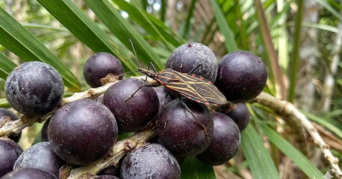 Surto de Chagas em Ananindeua: 4 mortes e ações urgentes no Pará
