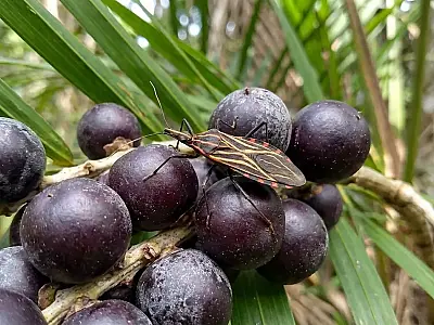 Ministério da Saúde investiga transmissão oral via açaí e mobiliza equipes.