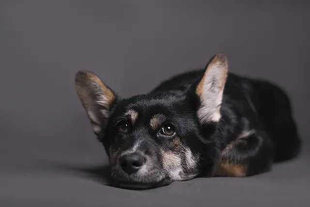 Quem viajar e deixar pet sozinho em casa receberá multa de R$ 10 mil.