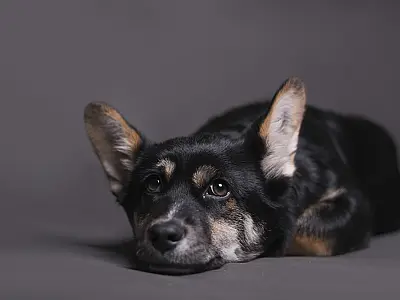 Quem viajar e deixar pet sozinho em casa receberá multa de R$ 10 mil.