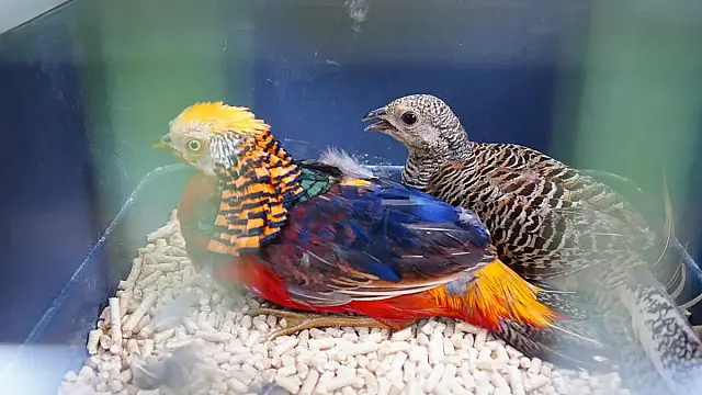 Aves do Jardim Zoológico de Mongaguá; espera de quase duas décadas se concretizou.
