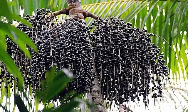 Açaí vira fruta nacional e ganha proteção contra biopirataria