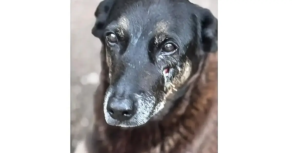 Adolescentes voltam da Disney e polícia avança no caso do cão Orelha