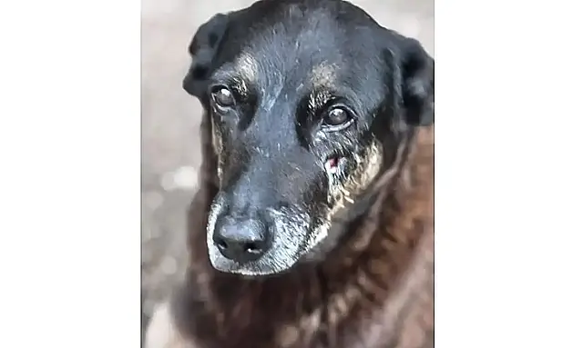Adolescentes suspeitos de matar o cão Orelha retornam da Disney.