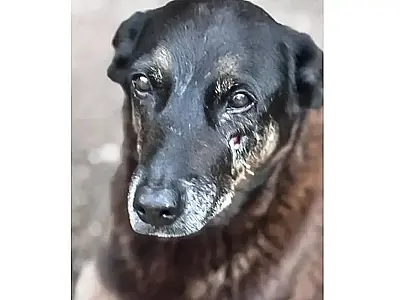 Adolescentes suspeitos de matar o cão Orelha retornam da Disney.