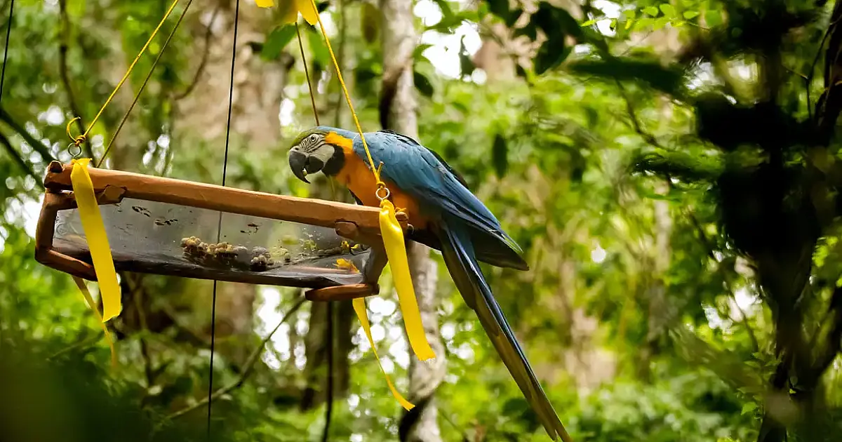 Araras-canindés voltam ao Rio após 200 anos de ausência