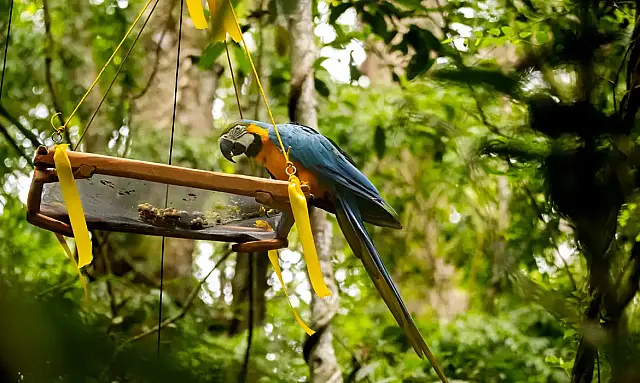 Araras-canindés retornam ao céu do Rio de Janeiro com soltura pioneira no Parque Nacional da Tijuca.