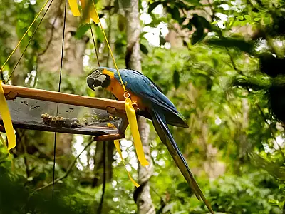 Araras-canindés retornam ao céu do Rio de Janeiro com soltura pioneira no Parque Nacional da Tijuca.