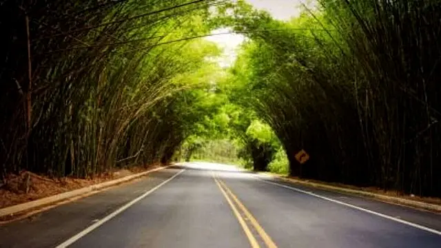 Túnel natural de bambu vira atração no interior de São Paulo
