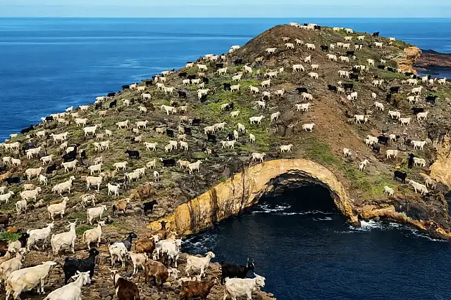 Cabras invasoras em Galápagos.