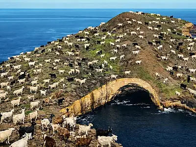Cabras invasoras em Galápagos.