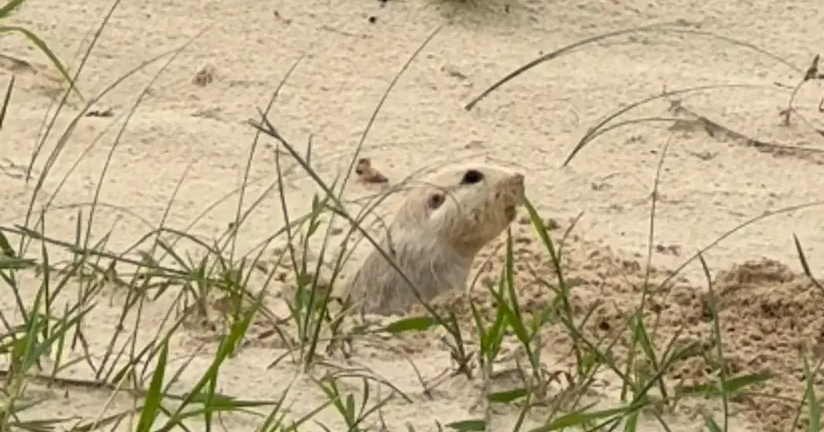 Animal quase extinto reaparece no litoral gaúcho e reacende alerta ambiental
