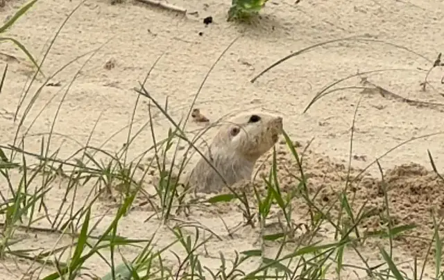 Animal quase extinto reaparece no litoral gaúcho e reacende alerta ambiental