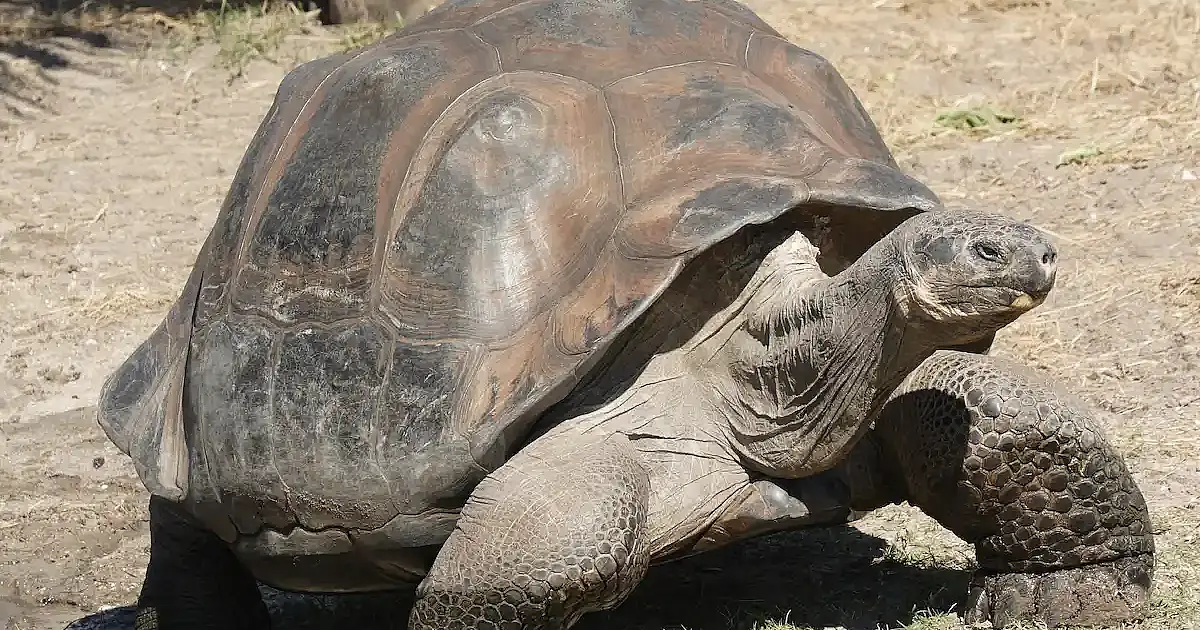 Mais de 1.500 tartarugas gigantes reintroduzidas nas Galápagos após declínio