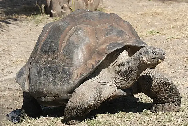 Galapagos giant tortoise Geochelone elephantopus.