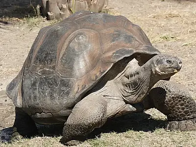 Galapagos giant tortoise Geochelone elephantopus.