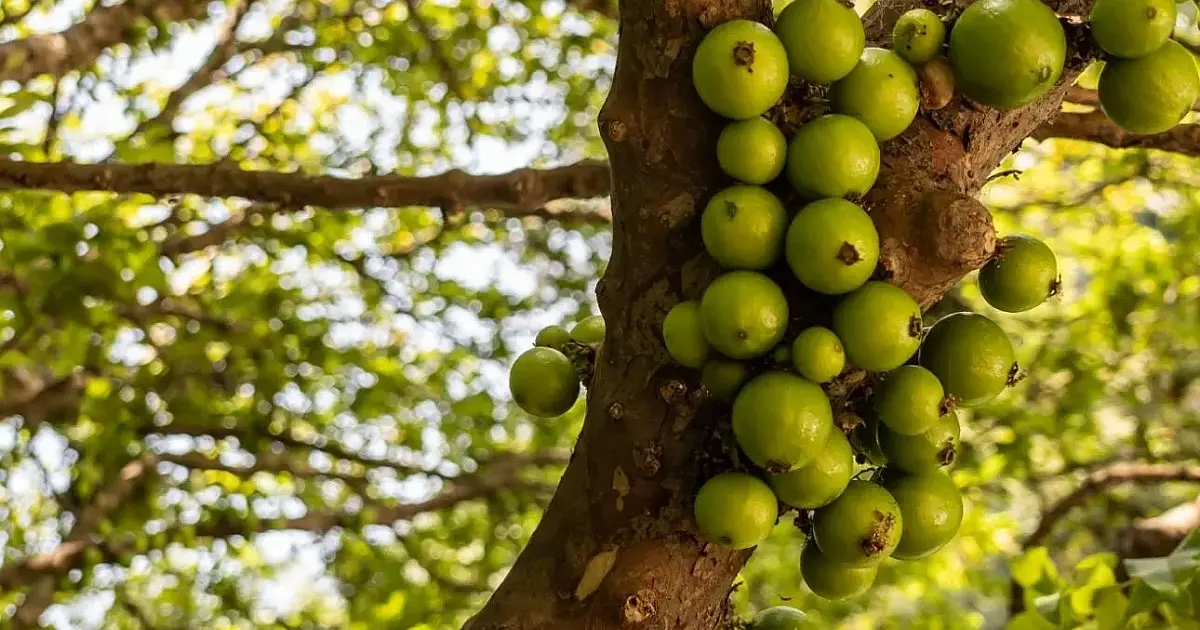 Jabuticaba branca: a fruta mais rara do Brasil em risco