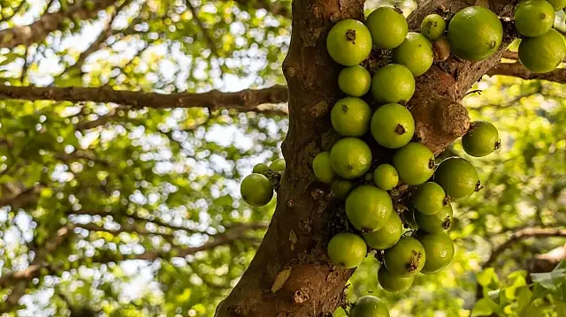 Jabuticaba branca: a fruta mais rara do Brasil em risco