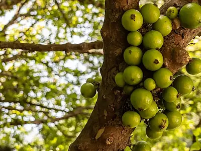 Jabuticaba branca, fruta rara do Brasil, está ameaçada de extinção e corre risco de desaparecer em breve.