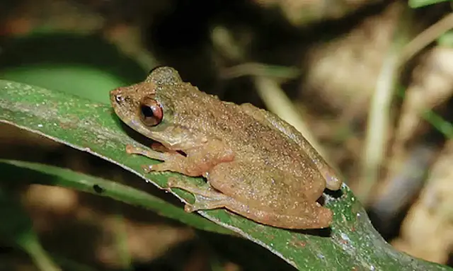 Perereca Ololygon paracatu é uma nova espécie descoberta no Cerrado mineiro.