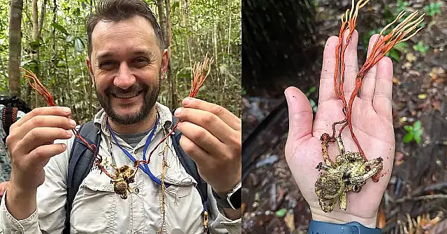 Professor da UFSC, Elisandro Ricardo Drechsler-Santos fez parte da expedição que encontrou a tarântula infectada.