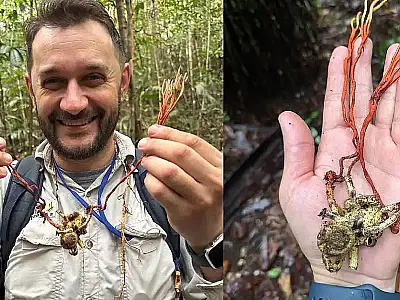 Professor da UFSC, Elisandro Ricardo Drechsler-Santos fez parte da expedição que encontrou a tarântula infectada.