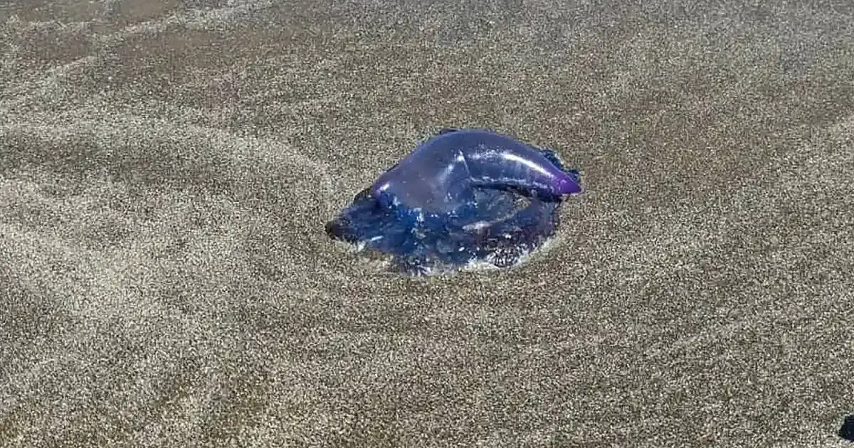 Guarda-vidas em alerta: caravelas-portuguesas aparecem na Praia do Cassino e causam centenas de queimaduras em banhistas no litoral gaúcho
