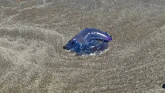 Caravelas-portuguesas podem estar presentes tanto na água quanto na faixa de areia.