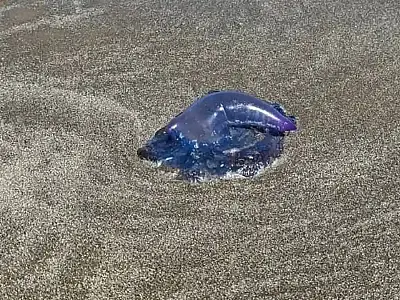Caravelas-portuguesas podem estar presentes tanto na água quanto na faixa de areia.