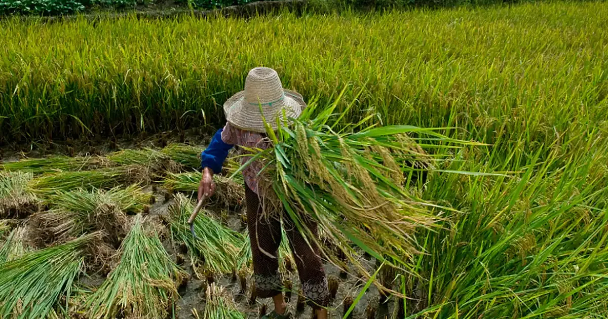 Decreto promulga Protocolo da OIT contra trabalho forçado no Brasil em 2026