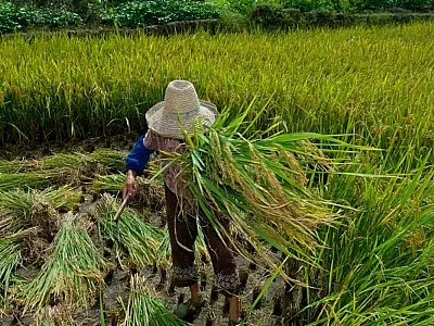 Promulgado o Protocolo de 2014 da OIT à Convenção 29 contra trabalho forçado, o Brasil avança no combate à escravidão moderna com ações de prevenção e responsabilização.