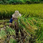 Decreto promulga Protocolo da OIT contra trabalho forçado no Brasil em 2026