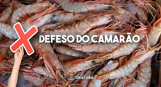 Entenda o período de defeso do camarão, vigente até 30 de abril, que restringe a pesca no Sul e Sudeste para preservar estoques e garantir futuro da atividade pesqueira.
