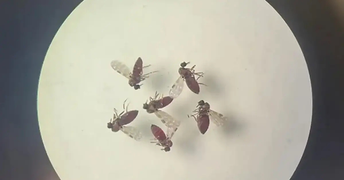 Estudo revela diferenças cruciais entre sintomas da febre do Oropouche e dengue em surto de Manaus: dores intensas e riscos distintos preocupam Brasil