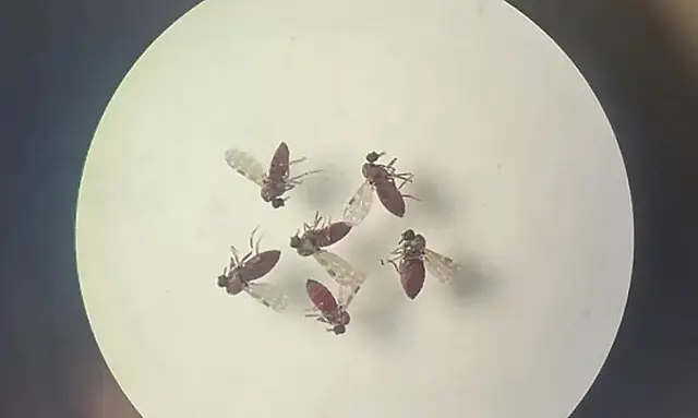 Estudo revela diferenças cruciais entre sintomas da febre do Oropouche e dengue em surto de Manaus: dores intensas e riscos distintos preocupam Brasil