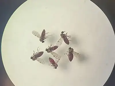 Estudo sobre febre do Oropouche destaca diferenças de sintomas em relação à dengue, como dores de cabeça mais fortes e manchas na pele.