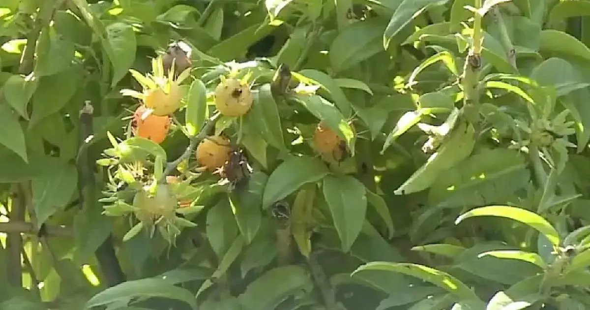 Muita gente arranca achando que é mato, mas essa planta nutritiva que cresce sozinha no jardim pode reforçar sua alimentação