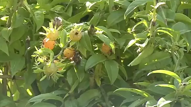 Ora-pro-nóbis, muitas vezes arrancada como mato do jardim, é uma planta nutritiva, rica em proteínas, fibras e minerais, que cresce quase sozinha.