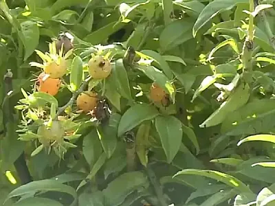 Ora-pro-nóbis, muitas vezes arrancada como mato do jardim, é uma planta nutritiva, rica em proteínas, fibras e minerais, que cresce quase sozinha.